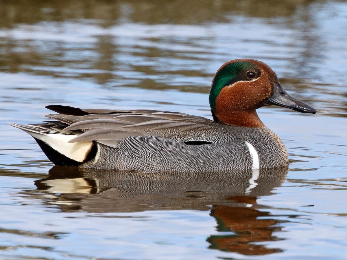 Green-winged Teal (Common Teal)